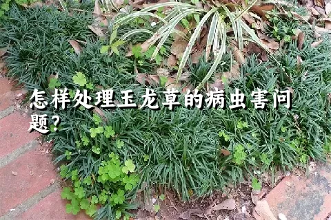 怎样处理玉龙草的病虫害问题？