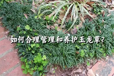 如何合理管理和养护玉龙草？