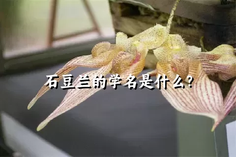 石豆兰的学名是什么？