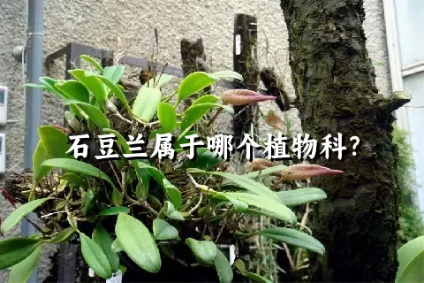 石豆兰属于哪个植物科？