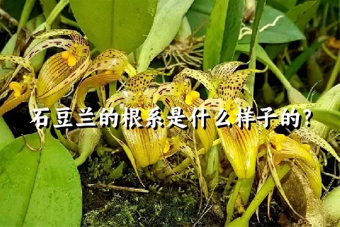 石豆兰的根系是什么样子的？