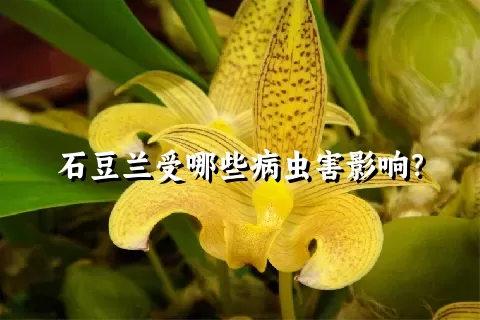 石豆兰受哪些病虫害影响？