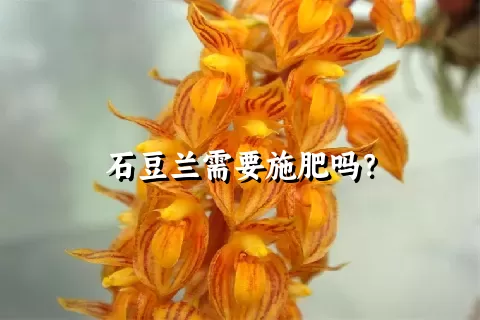 石豆兰需要施肥吗？