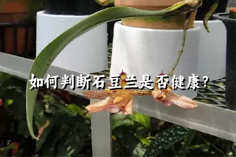 如何判断石豆兰是否健康？