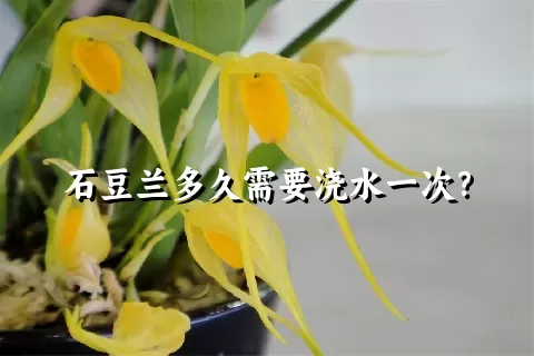 石豆兰多久需要浇水一次？