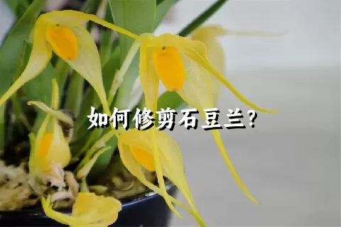 如何修剪石豆兰？