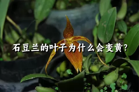 石豆兰的叶子为什么会变黄？