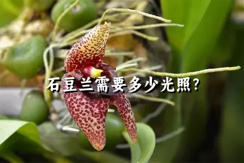 石豆兰需要多少光照？