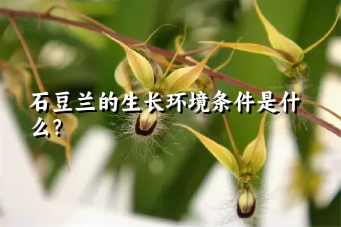 石豆兰的生长环境条件是什么？