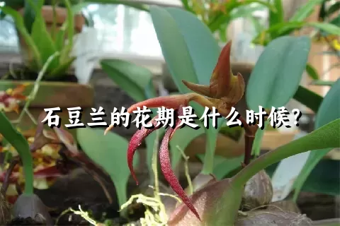 石豆兰的花期是什么时候？
