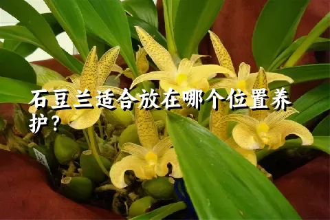 石豆兰适合放在哪个位置养护？