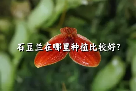 石豆兰在哪里种植比较好？