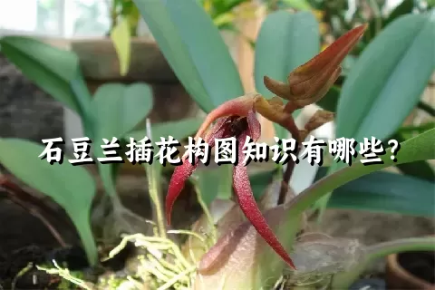 石豆兰插花构图知识有哪些？
