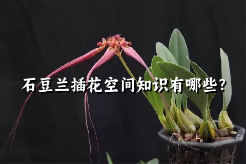 石豆兰插花空间知识有哪些？