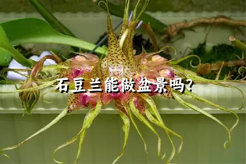 石豆兰能做盆景吗？
