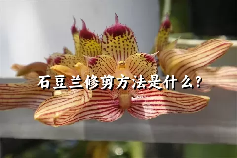 石豆兰修剪方法是什么？