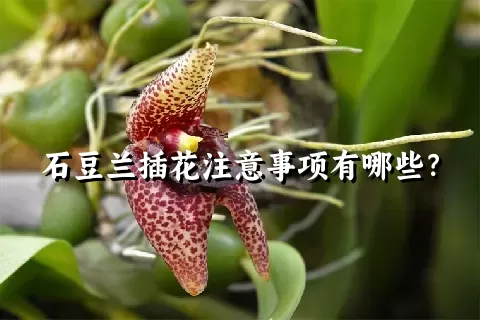 石豆兰插花注意事项有哪些？