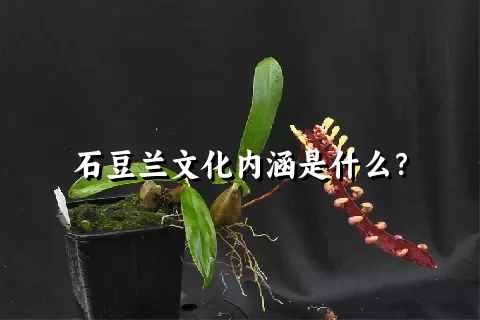 石豆兰文化内涵是什么？