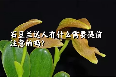 石豆兰送人有什么需要提前注意的吗？