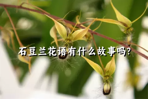 石豆兰花语有什么故事吗？
