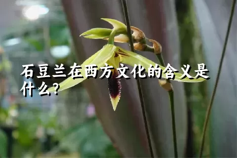 石豆兰在西方文化的含义是什么？