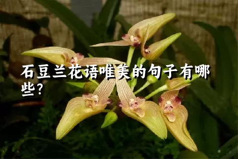 石豆兰花语唯美的句子有哪些？