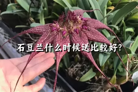石豆兰什么时候送比较好？