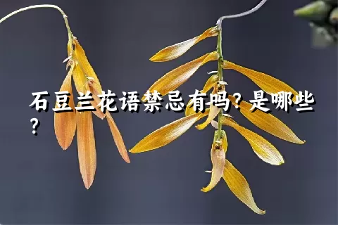 石豆兰花语禁忌有吗？是哪些？