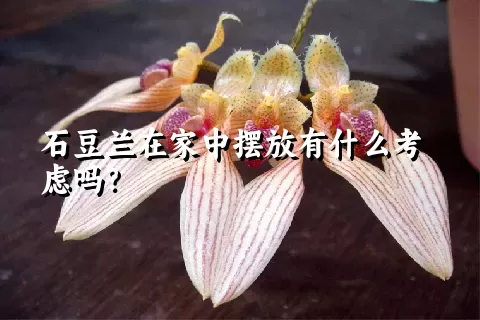 石豆兰在家中摆放有什么考虑吗？