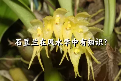 石豆兰在风水学中有知识？