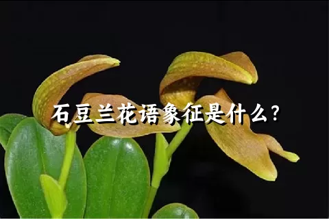 石豆兰花语象征是什么？