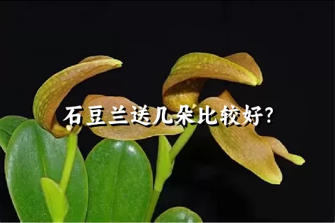石豆兰送几朵比较好？