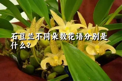 石豆兰不同朵数花语分别是什么？