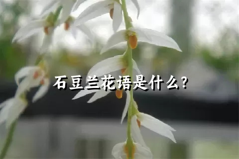 石豆兰花语是什么？