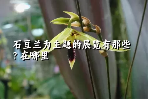 石豆兰为主题的展览有那些？在哪里