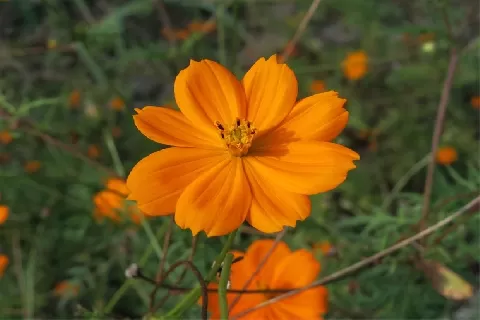 硫华菊