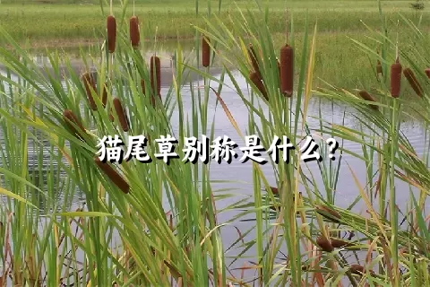 猫尾草别称是什么？
