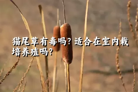 猫尾草有毒吗？适合在室内栽培养殖吗？