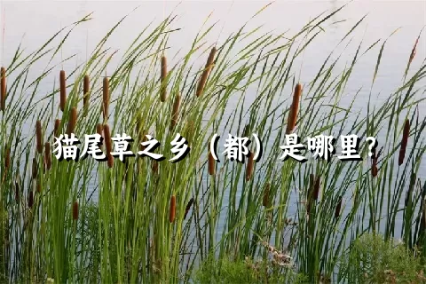 猫尾草之乡（都）是哪里？