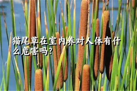 猫尾草在室内养对人体有什么危害吗？