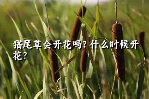 猫尾草会开花吗？什么时候开花？