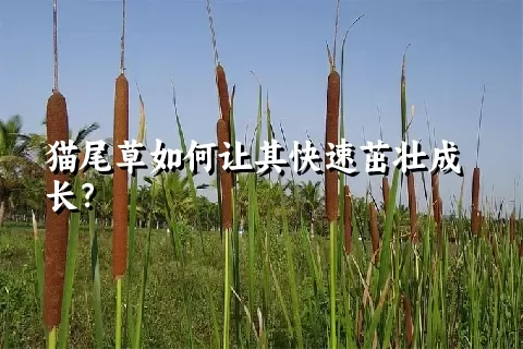 猫尾草如何让其快速茁壮成长？