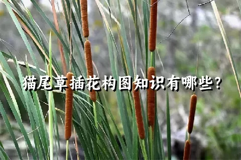 猫尾草插花构图知识有哪些？