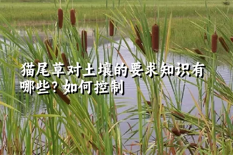 猫尾草对土壤的要求知识有哪些？如何控制