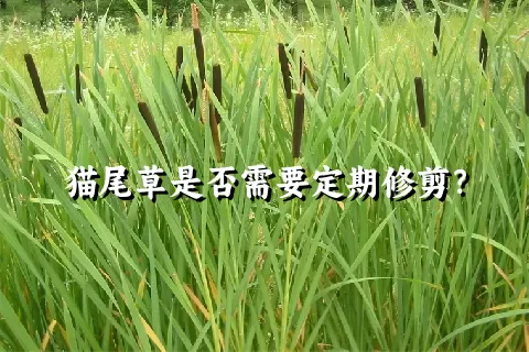 猫尾草是否需要定期修剪？