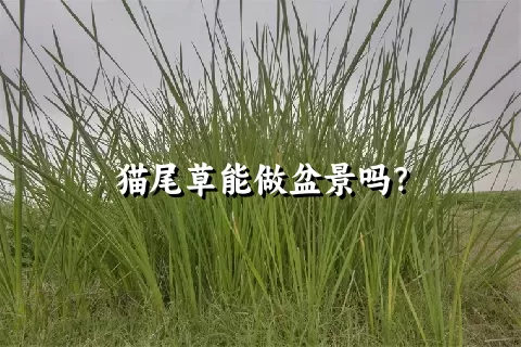 猫尾草能做盆景吗？