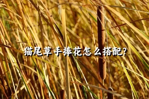 猫尾草手捧花怎么搭配？
