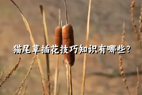 猫尾草插花技巧知识有哪些？