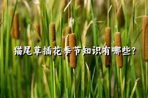 猫尾草插花季节知识有哪些？