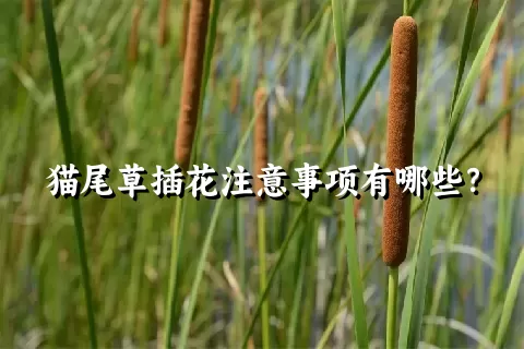 猫尾草插花注意事项有哪些？